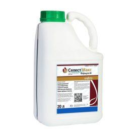 Селест Макс